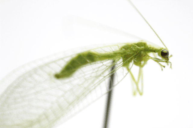 GREEN ANTLION